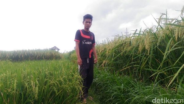 Ini Padi Raksasa yang Tingginya Bisa Capai 2 Meter, Bulir Banyak