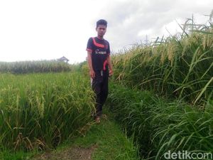 Padi Raksasa yang Ditanam di Blitar Baru Uji Coba, Masih Diteliti