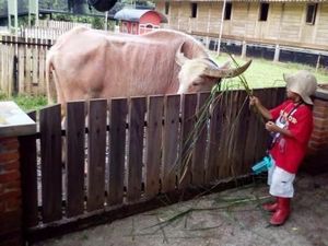 Liburan Bareng Anak, Ajak Bertani dan Berternak Saja!