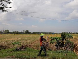 Jokowi Ingin Petani Jual Beras Kemasan, Ini Respons Darmin