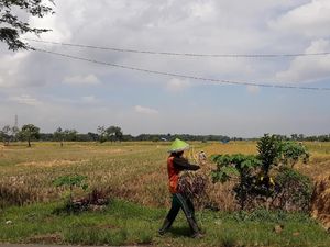 Tak Bisa Serap Gabah, Bulog Madiun Rela Petani Jual ke Tengkulak Tak Bisa Serap Gabah, Bulog Madiun Rela Petani Jual ke Tengkulak