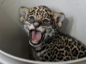 Jaguar dan Ular Jadi Teman Terapi Anak Difabel di Kuba Jaguar dan Ular Jadi Teman Terapi Anak Difabel di Kuba