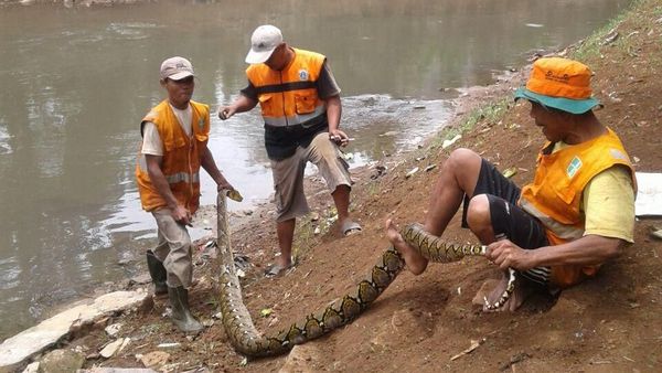 Kemunculan Ular di DKI yang Bikin Kaget: Kemang hingga Pesanggrahan