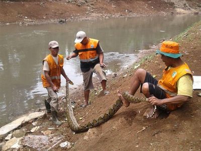 Foto: Ini Ular Sanca 4 Meter di Kali Pesanggrahan yang Bikin Kaget