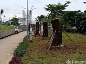 8 Pohon dari Sudirman Sudah Ditanam di Taman Kalijodo 8 Pohon dari Sudirman Sudah Ditanam di Taman Kalijodo