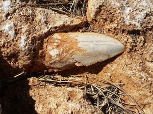 Melihat Fosil Gigi Manusia Purba Berusia 1,8 Juta Tahun