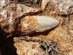 Fosil Gigi Raksasa dari Hiu Kuno 15 Meter Hilang di Australia