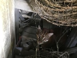 Terekam Kamera di Sumsel, Kucing Emas Misterius Kini Terancam Punah