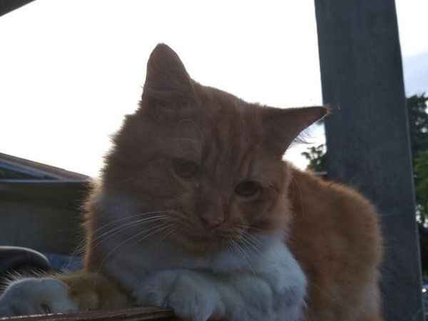 Foto: Ini Mitty, Kucing Malang yang Dibacok