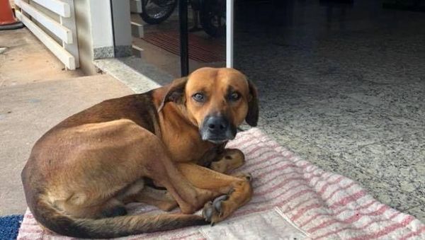 Seperti Hachiko, Anjing Ini Setia Tunggu di RS Sampai Tuannya Meninggal