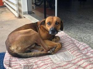 Seperti Hachiko, Anjing Ini Setia Tunggu di RS Sampai Tuannya Meninggal Seperti Hachiko, Anjing Ini Setia Tunggu di RS Sampai Tuannya Meninggal