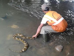 Bikin Kaget! Ular Sanca 4 Meter Muncul di Kali Pesanggrahan Bikin Kaget! Ular Sanca 4 Meter Muncul di Kali Pesanggrahan