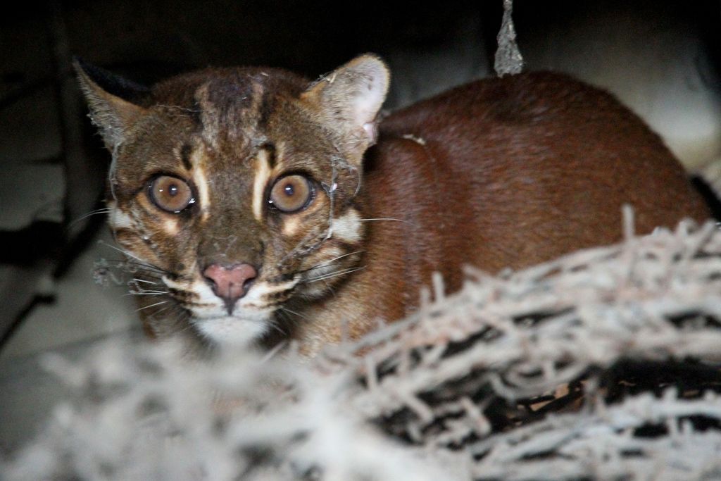 Seekor Kucing Emas Asia (Catopuma temminckii) liar berada di salah satu garasi rumah warga di Desa Masjid, Kecamatan Kaway XVI, Aceh Barat, Aceh, Senin (12/3). Keberadaan kucing emas liar yang digolongkan salah satu satwa Near Threatened (hampir terancam) tersebut di permukiman warga, diduga karena tekanan perburuan dan hilangnya habitat. ANTARA FOTO/Syifa Yulinnas/ama/18.