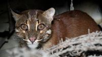 Penampakan Kucing Emas yang Misterius dan Sempat Dikira Harimau