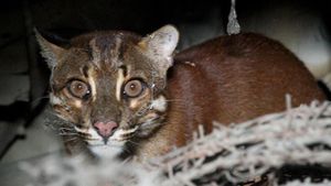 Penampakan Kucing Emas yang Misterius dan Sempat Dikira Harimau