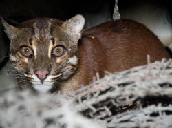 Kucing Emas, Si Misterius Terancam Punah yang Bikin Heboh di Aceh