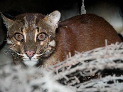 Penampakan Kucing Emas yang Misterius dan Sempat Dikira Harimau
