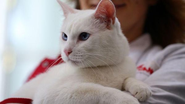 Ini Achilles, Kucing Tuli yang Jadi Peramal Piala Dunia 2018