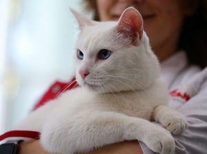 Ini Achilles, Kucing Tuli yang Jadi Peramal Piala Dunia 2018 Ini Achilles, Kucing Tuli yang Jadi Peramal Piala Dunia 2018