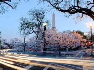 Bunga Sakura Jepang Pindah ke Washington