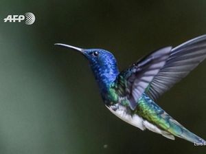Foto: Surga di Kolombia Bagi Para Pencari Burung