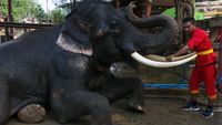 Foto: Hari Gajah Nasional Diperingati di Thailand