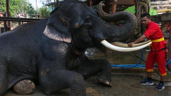 Foto: Hari Gajah Nasional Diperingati di Thailand