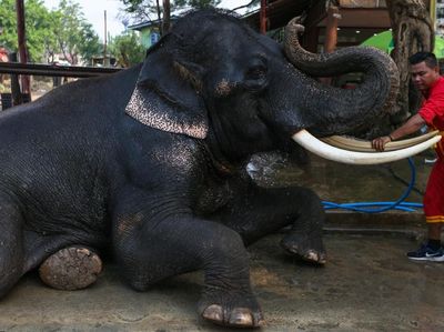 Foto: Hari Gajah Nasional Diperingati di Thailand