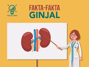Fakta Penting Soal Ginjal yang Wajib Kamu Ketahui