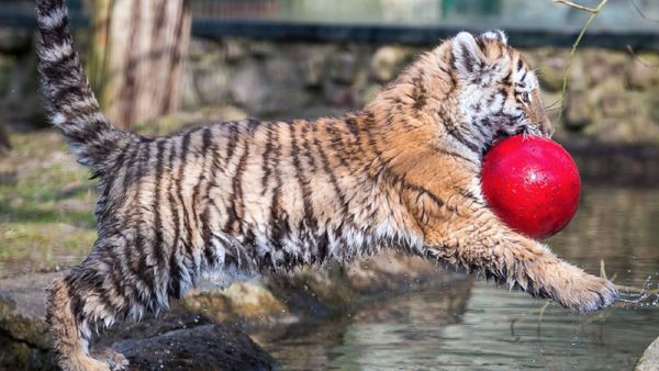 Bikin Gemas! Potret Bayi-bayi Binatang di Penjuru Dunia