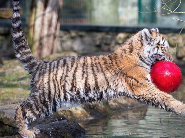 Bikin Gemas! Potret Bayi-bayi Binatang di Penjuru Dunia