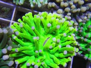 Perusahaan NT Ekspor Terumbu Karang ke China