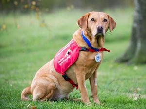 Di Inggris, Anjing Digunakan untuk Deteksi Dini Kanker Prostat