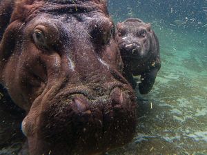 Cara Unik Induk Kuda Nil Ajarkan Anaknya Berenang