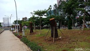 Foto: Kalijodo Jadi Rumah Baru Pohon Sudirman-Thamrin