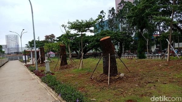 Foto: Kalijodo Jadi Rumah Baru Pohon Sudirman-Thamrin