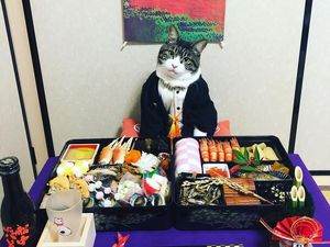 Duh, Genitnya! Kucing Ini Spesial Berdandan untuk Pose dengan Makanan