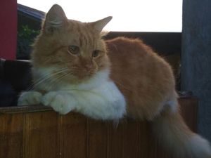 Kucing yang Dibacok di Sulut Akhirnya Mati Kucing yang Dibacok di Sulut Akhirnya Mati