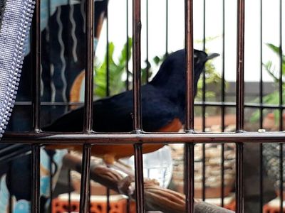 Potret Burung Kitaro yang Bikin Tawaran Rp 600 Juta Jokowi Ditolak