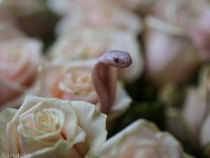 Penampakan Ular Kobra Diantara Bunga yang Bisa Bikin Kamu Terkecoh Penampakan Ular Kobra Diantara Bunga yang Bisa Bikin Kamu Terkecoh