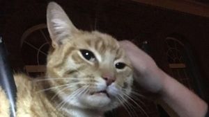 Foto: Kucing Ajaib Ini Berhasil Selamat Meski Tertusuk Pagar Besi