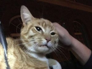 Foto: Kucing Ajaib Ini Berhasil Selamat Meski Tertusuk Pagar Besi