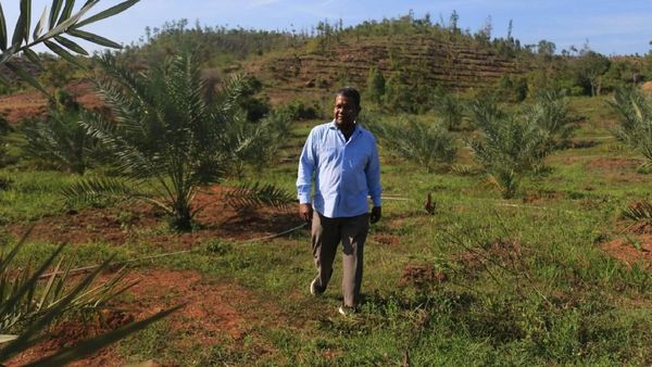 Foto: Kebun Kurma di Aceh yang Siap Panen Mei 2018