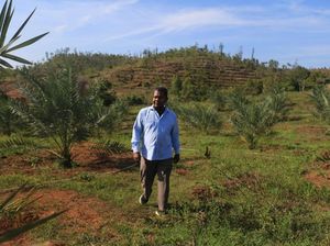 Foto: Kebun Kurma di Aceh yang Siap Panen Mei 2018 Foto: Kebun Kurma di Aceh yang Siap Panen Mei 2018