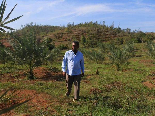 Foto: Kebun Kurma di Aceh yang Siap Panen Mei 2018