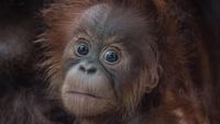 Ini Kesuma, Bayi Orangutan Sumatera Langka yang Lahir di Inggris