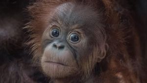 Ini Kesuma, Bayi Orangutan Sumatera Langka yang Lahir di Inggris