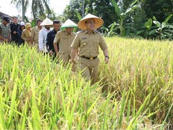 Jadi Lumbung Pangan se-Jatim, Banyuwangi Surplus Beras 360.000 Ton
