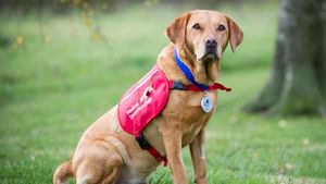 Lucu dan Menggemaskan! Potret Para Anjing yang Jago Mengendus Penyakit