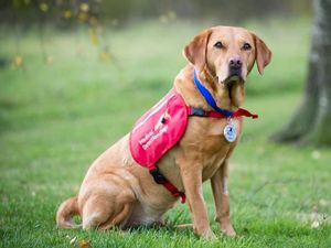 Lucu dan Menggemaskan! Potret Para Anjing yang Jago Mengendus Penyakit